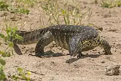 A large lizard
