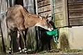 Nilgai (Boselaphus tragocamelus) in Zooparc de Trégomeur, 2025