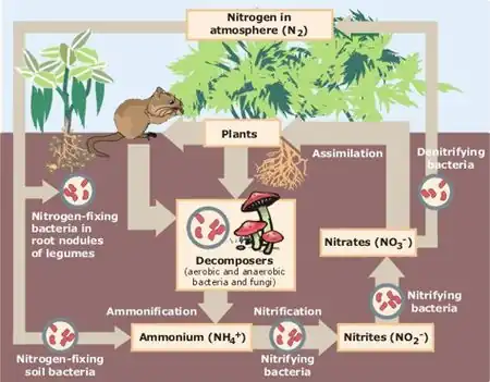 Diagram of the nitrogen cycle