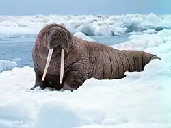 Walrus