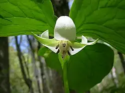 Nodding trillium with flower, photographed in Ontario on 10 June