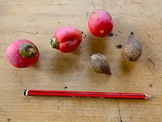 Fruit and seeds