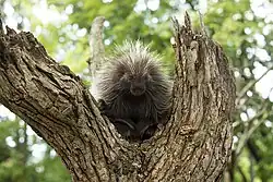 A North American porcupine at the Potawatomi Zoo in September 2019.