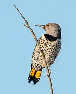 C. a. luteus, in California