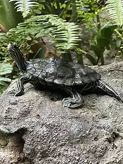 Northern map turtle at Shedd Aquarium in Chicago, Illinois