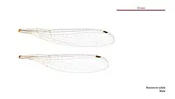 Male wings