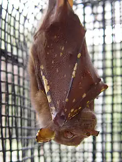 Brown bat