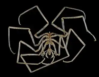 Nymphon maculatum, showing the presence of both chelifores, palps and ovigers.