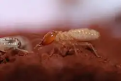Soldier Termites