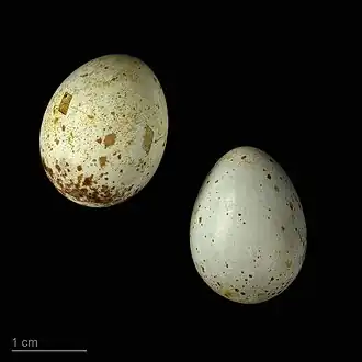 Oenanthe cypriaca - MHNT