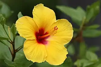 Many flowering plants at the Botanical Gardens.
