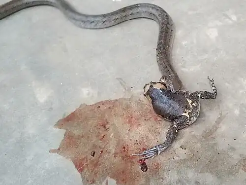 Eating a banded bullfrog