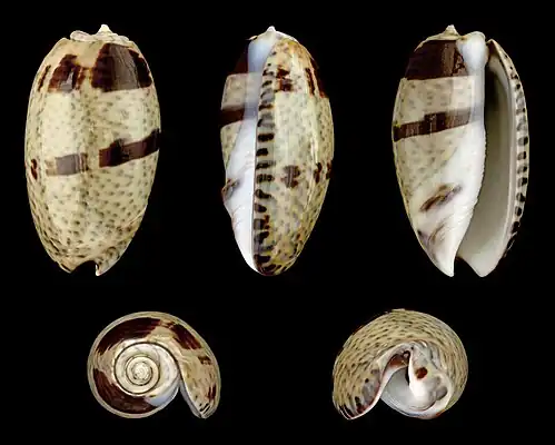 Oliva bulbosa forma bicingulata