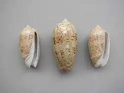 Oliva scripta scripta