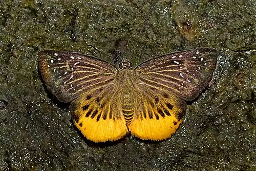 Dorsal view
