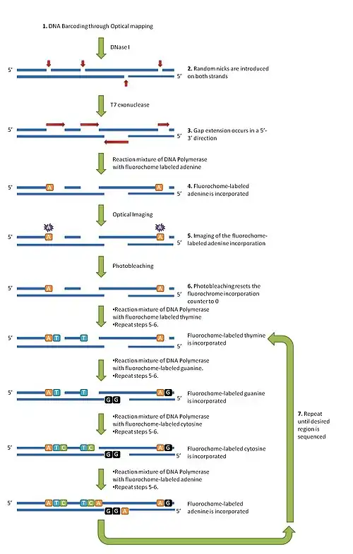 The optical sequencing cycle