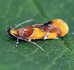 Orange-headed Epicallima - Hodges#1046 (Callima argenticinctella) lateral view
