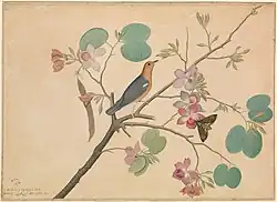 Orange-headed thrush and an Acherontia moth on a Bauhinia