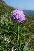 Globe orchid at Grand Ballon.