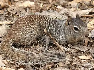 at Water Ranch Lake, AZ