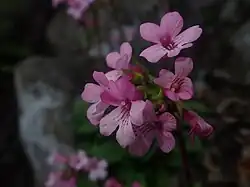 Pink corollas with dark lines