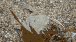 A video of Ovalipes catharus retreating backward into loose, pebbly sand on the seabed, fully covering itself from back to front over a period of 6.5 seconds. The video is shot from the front at an angle of about 45 degrees to the right relative to where the crab is facing. Brownish seaweed is visible in the foreground of the shot.