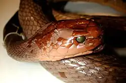Close up of a preserved snake's face, scales reddish brown and eyes replaced with beads