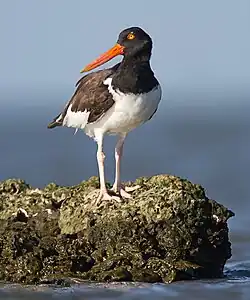 Texas City Dike, Texas