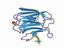 1a3k: X-RAY CRYSTAL STRUCTURE OF THE HUMAN GALECTIN-3 CARBOHYDRATE RECOGNITION DOMAIN (CRD) AT 2.1 ANGSTROM RESOLUTION