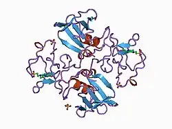 1bht: NK1 FRAGMENT OF HUMAN HEPATOCYTE GROWTH FACTOR