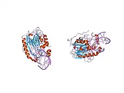 1de9: HUMAN APE1 ENDONUCLEASE WITH BOUND ABASIC DNA AND MN2+ ION