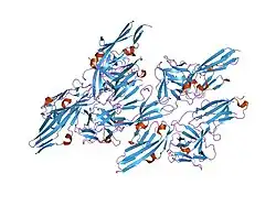 1ev2: CRYSTAL STRUCTURE OF FGF2 IN COMPLEX WITH THE EXTRACELLULAR LIGAND BINDING DOMAIN OF FGF RECEPTOR 2 (FGFR2)