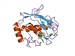 1fls: SOLUTION STRUCTURE OF THE CATALYTIC FRAGMENT OF HUMAN COLLAGENASE-3 (MMP-13) COMPLEXED WITH A HYDROXAMIC ACID INHIBITOR