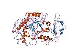 1hny: The structure of human pancreatic alpha-amylase at 1.8 angstroms resolution and comparisons with related enzymes