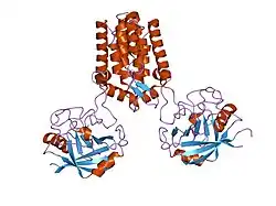 1m9c: X-ray crystal structure of Cyclophilin A/HIV-1 CA N-terminal domain (1-146) M-type Complex.
