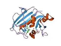 1mvt: Analysis of Two Polymorphic Forms of a Pyrido[2,3-d]pyrimidine N9-C10 Reverse-Bridge Antifolate Binary Complex with Human Dihydrofolate Reductase