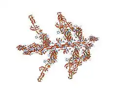 1o1a: MOLECULAR MODELS OF AVERAGED RIGOR CROSSBRIDGES FROM TOMOGRAMS OF INSECT FLIGHT MUSCLE