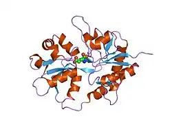 1s50: X-ray structure of the GluR6 ligand binding core (S1S2A) in complex with glutamate at 1.65 A resolution