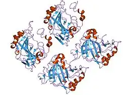 1xev: Crystal structure of human carbonic anhydrase II in a new crystal form