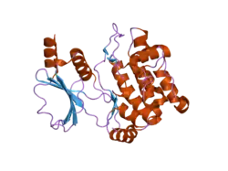 1yhv: Crystal Structure of PAK1 kinase domain with two point mutations (K299R, T423E)