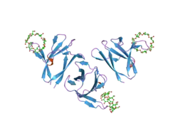 1z0m: the glycogen-binding domain of the AMP-activated protein kinase beta1 subunit