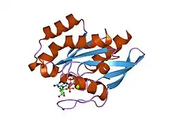 1z2a: GDP-Bound Rab23 GTPase crystallized in P2(1)2(1)2(1) space group