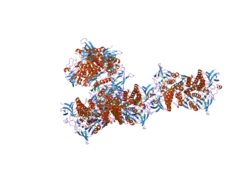 1zmc: Crystal Structure of Human dihydrolipoamide dehydrogenase complexed to NAD+