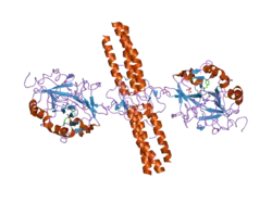 2a45: Crystal structure of the complex between thrombin and the central ""E"" region of fibrin