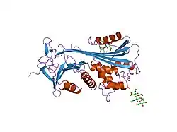 2ach: CRYSTAL STRUCTURE OF CLEAVED HUMAN ALPHA1-ANTICHYMOTRYPSIN AT 2.7 ANGSTROMS RESOLUTION AND ITS COMPARISON WITH OTHER SERPINS