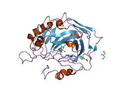 2aw1: Carbonic anhydrase inhibitors: Valdecoxib binds to a different active site region of the human isoform II as compared to the structurally related cyclooxygenase II ""selective"" inhibitor Celecoxib