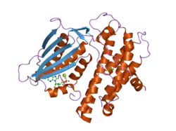 2bu8: CRYSTAL STRUCTURES OF HUMAN PYRUVATE DEHYDROGENASE KINASE 2 CONTAINING PHYSIOLOGICAL AND SYNTHETIC LIGANDS