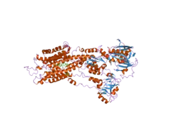 2eat: Crystal structure of the SR CA2+-ATPASE with bound CPA and TG