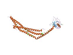 2elb: Crystal Structure of the BAR-PH domain of human APPL1