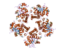 2gra: crystal structure of Human Pyrroline-5-carboxylate Reductase complexed with nadp